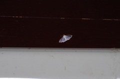 Palpita nigropunctalis