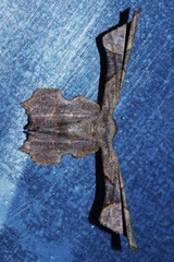 Monobolodes prunaria