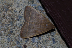 Simplicia cornicalis