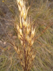 Pentameris eriostoma