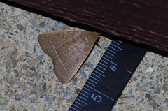 Simplicia cornicalis