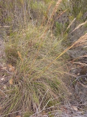 Pentameris eriostoma