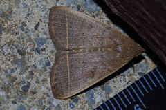 Simplicia cornicalis