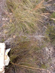 Pentameris eriostoma