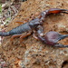 Tanzanian Red Clawed Scorpion - Photo (c) thbecker, some rights reserved (CC BY-NC-SA)