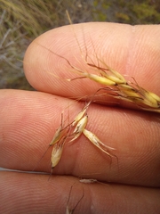 Pentameris eriostoma