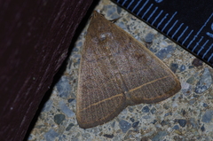 Simplicia cornicalis