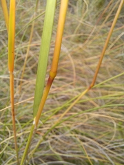 Pentameris eriostoma