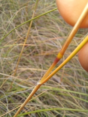 Pentameris eriostoma