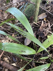 Hypoxidia rhizophylla