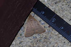 Simplicia cornicalis