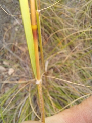 Pentameris eriostoma