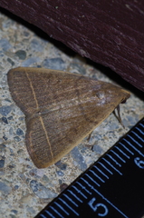 Simplicia cornicalis