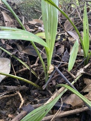 Hypoxidia rhizophylla