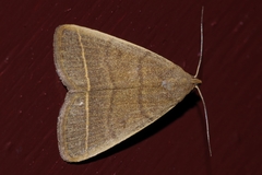 Simplicia cornicalis