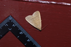 Simplicia cornicalis