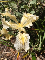 Iris bracteata