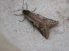 Exapate congelatella