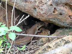 Broadleysaurus major