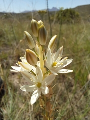 Ornithogalum juncifolium