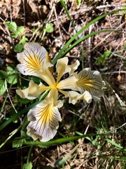 Iris bracteata