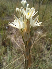 Ornithogalum juncifolium