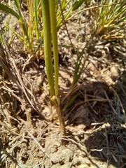 Ornithogalum juncifolium