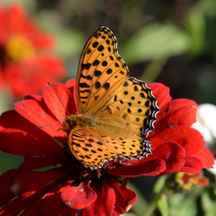 Argynnis hyperbius