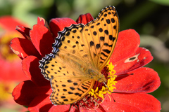 Argynnis hyperbius