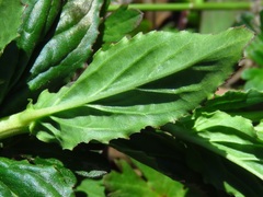 Epilobium billardiereanum