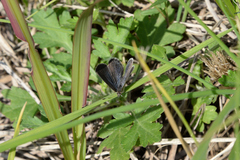 Pseudozizeeria maha