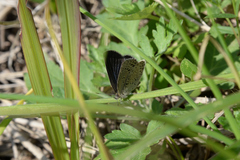 Pseudozizeeria maha