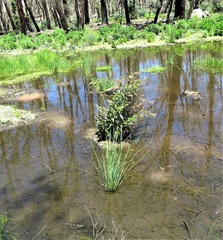 Epilobium billardiereanum