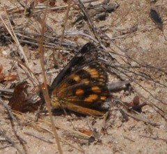 Synemon parthenoides