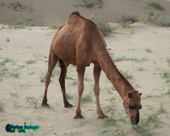 Camelus dromedarius