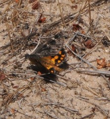 Synemon parthenoides