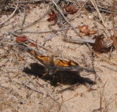 Synemon parthenoides