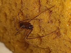 Scytodes