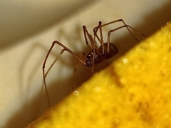 Scytodes
