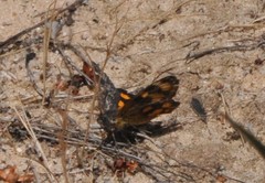 Synemon parthenoides