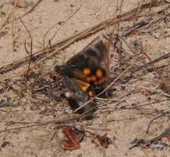 Synemon parthenoides