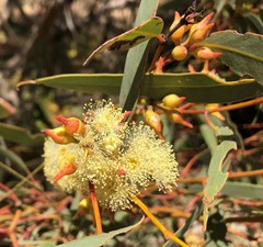 Eucalyptus socialis