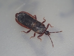 Aradoidea