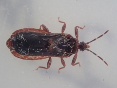 Aradoidea