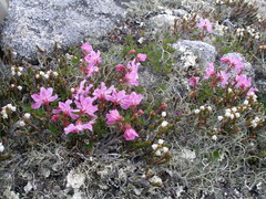 Rhododendron redowskianum