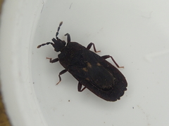Aradoidea