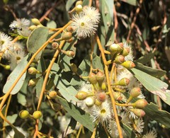 Eucalyptus porosa