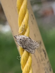 Phaeosaces compsotypa