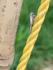 Phaeosaces compsotypa