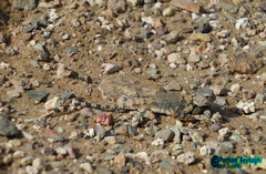 Phrynocephalus scutellatus